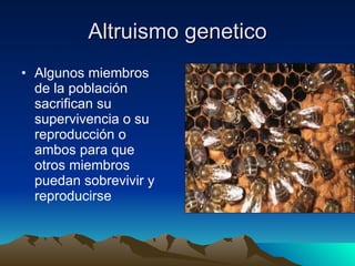 Algunos miembros de la población sacrifican su supervivencia o su reproducción o ambos para que otros miembros puedan sobrevivir y reproducirse Altruismo genetico 