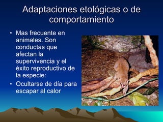 Adaptaciones etológicas o de comportamiento Mas frecuente en animales. Son conductas que afectan la supervivencia y el éxito reproductivo de la especie: Ocultarse de día para escapar al calor 