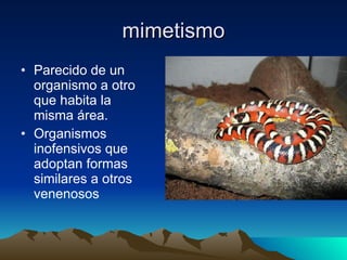 mimetismo Parecido de un organismo a otro que habita la misma área. Organismos inofensivos que adoptan formas similares a otros venenosos 