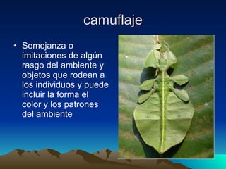camuflaje Semejanza o imitaciones de algún rasgo del ambiente y objetos que rodean a los individuos y puede incluir la forma el color y los patrones del ambiente 