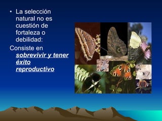 La selección natural no es cuestión de fortaleza o debilidad: Consiste en  sobrevivir y tener éxito reproductivo 