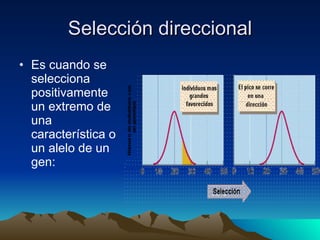 Selección direccional Es cuando se selecciona positivamente un extremo de una característica o un alelo de un gen: 