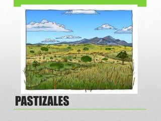 PASTIZALES
 