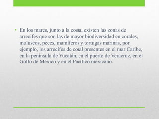 • En los mares, junto a la costa, existen las zonas de
arrecifes que son las de mayor biodiversidad en corales,
moluscos, peces, mamíferos y tortugas marinas, por
ejemplo, los arrecifes de coral presentes en el mar Caribe,
en la península de Yucatán, en el puerto de Veracruz, en el
Golfo de México y en el Pacífico mexicano.
 