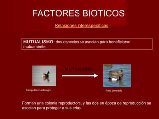 FACTORES BIOTICOS
Relaciones interespecíficas
MUTUALISMO
MUTUALISMO: dos especies se asocian para beneficiarse
mutuamente
Zampullín cuellinegro Pato colorado
Forman una colonia reproductora, y las dos en época de reproducción se
asocian para proteger a sus crias.
 