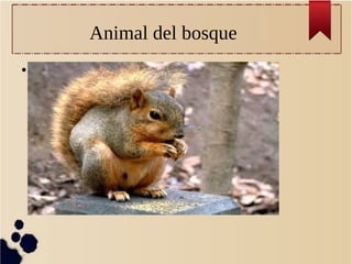 Animal del bosque
● ardilla