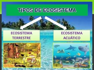    
Los ecosistemas
 