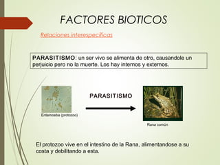 FACTORES BIOTICOS
Relaciones interespecíficas
Entamoeba (protozoo)
PARASITISMO
Rana común
PARASITISMO: un ser vivo se alimenta de otro, causandole un
perjuicio pero no la muerte. Los hay internos y externos.
El protozoo vive en el intestino de la Rana, alimentandose a su
costa y debilitando a esta.
 