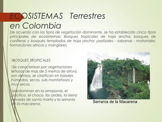 ECOSISTEMAS Terrestres
en Colombia
De acuerdo con los tipos de vegetación dominante, se ha establecido cinco tipos
principales de ecosistemas: Bosques tropicales de hoja ancha; bosques de
coníferas y bosques templados de hoja ancha; pastizales - sabanas - matorrales;
formaciones séricas y manglares.
BOSQUES TROPICALES
Se caracterizan por vegetaciones
leñosas de mas de 5 metros de altura,
son densos, se clasifican en basales
húmedos, secos, sub montañosos y
muy secos.
predominan en la amazonia, el
pacifico, el choco, los andes, la sierra
nevada de santa marta y la serranía
de la macarena.
Serranía de la Macarena
 