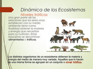 Dinámica de los Ecosistemas
Niveles tróficos
Una gran parte de las
relaciones que los seres vivos
establecen con su medio
ambiente tiene como
finalidad obtener la materia
y energía que necesitan
para su nutrición. Estas
relaciones se denominan
alimentarias o tróficas.
Los distintos organismos de un ecosistema obtienen la materia yLos distintos organismos de un ecosistema obtienen la materia y
energía del medio de manera muy variada. Aquellos que lo hacenenergía del medio de manera muy variada. Aquellos que lo hacen
de una misma forma se agrupan en un conjunto ode una misma forma se agrupan en un conjunto o nivel tróficonivel trófico ..
 