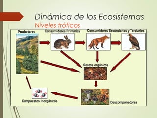 Dinámica de los Ecosistemas
Niveles tróficos
 