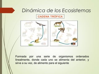 Dinámica de los Ecosistemas
CADENA TRÓFICA
Formada por una serie de organismos ordenados
linealmente, donde cada uno se alimenta del anterior, y
sirve a su vez, de alimento para el siguiente
 
