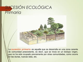 SUCESIÓN ECOLÓGICA
Primaria
La sucesión primaria es aquella que se desarrolla en una zona carente
de comunidad preexistente, es decir, que se inicia en un biotopo virgen,
que no ha sido ocupado previamente por otras comunidades, como ocurre
en las dunas, nuevas islas, etc.
 