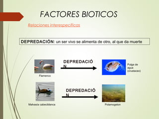 FACTORES BIOTICOS
Relaciones interespecíficas
Pulga de
agua
(crustaceo)
Flamenco
DEPREDACIÓ
N
DEPREDACIÓ
N
Malvasía cabeciblanca Potamogeton
DEPREDACIÓN: un ser vivo se alimenta de otro, al que da muerte
 