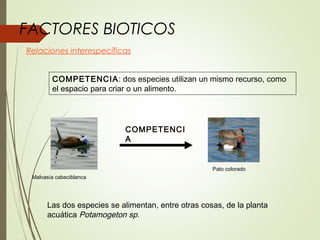 FACTORES BIOTICOS
Relaciones interespecíficas
COMPETENCI
A
Malvasía cabeciblanca
Pato colorado
COMPETENCIA: dos especies utilizan un mismo recurso, como
el espacio para criar o un alimento.
Las dos especies se alimentan, entre otras cosas, de la planta
acuática Potamogeton sp.
 
