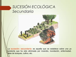 SUCESIÓN ECOLÓGICA
Secundaria
La sucesión secundaria es aquella que se establece sobre una ya
existente que ha sido eliminada por incendio, inundación, enfermedad,
talas de bosques, cultivo, etc.
 