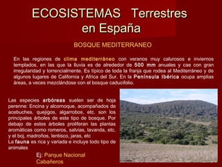 ECOSISTEMAS TerrestresECOSISTEMAS Terrestres
en Españaen España
BOSQUE MEDITERRANEO
En las regiones de clima mediterráneo con veranos muy calurosos e inviernos
templados, en las que la lluvia es de alrededor de 500 mm anuales y cae con gran
irregularidad y torrencialmente. Es típico de toda la franja que rodea al Mediterráneo y de
algunos lugares de California y Africa del Sur. En la Península Ibérica ocupa amplias
áreas, a veces mezclándose con el bosque caducifolio.
Las especies arbóreas suelen ser de hoja
perenne: Encina y alcornoque, acompañados de
acebuches, quejigos, algarrobos, etc. son los
principales árboles de este tipo de bosque. Por
debajo de estos árboles proliferan las plantas
aromáticas como romeros, salvias, lavanda, etc.
y el boj, madroños, lentisco, jaras, etc
La fauna es rica y variada e incluye todo tipo de
animales
Ej: Parque Nacional
Cabañeros
 