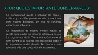 ¿POR QUÉ ES IMPORTANTE CONSERVARLOS?
La biodiversidad ayuda a polinizar las flores y
cultivos y también provee comida y medicinas
para nuestro bienestar. Sin ella no seríamos
capaces de sobrevivir.
La importancia de nuestro mundo natural se
revela en las miles de maneras diferentes en que
los organismos de la Tierra interactúan entre sí,
para contribuir al balance del ecosistema global y
la supervivencia del planeta. No hay una sola
forma de vida que pueda vivir en aislamiento.
 
