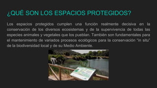 ¿QUÉ SON LOS ESPACIOS PROTEGIDOS?
Los espacios protegidos cumplen una función realmente decisiva en la
conservación de los diversos ecosistemas y de la supervivencia de todas las
especies animales y vegetales que los pueblan. También son fundamentales para
el mantenimiento de variados procesos ecológicos para la conservación “in situ”
de la biodiversidad local y de su Medio Ambiente.
 
