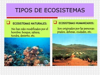  ECOSISTEMAS NATURALES:
No han sido modificados por el
hombre: bosque, sabana,
tundra, desierto, etc.
 ECOSISTEMAS HUMANIZADOS:
Son originados por las personas:
prados, dehesas, ciudades, etc.
TIPOS DE ECOSISTEMAS
 