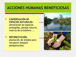 ACCIONES HUMANAS BENEFICIOSAS
 CONSERVACIÓN DE
ESPACIOS NATURALES:
declaración de espacios
protegidos, parque natural,
reserva de la biosfera ...
 REFORESTACIÓN:
plantación de árboles para
recuperar bosques
desaparecidos.
 