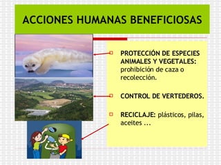  PROTECCIÓN DE ESPECIES
ANIMALES Y VEGETALES:
prohibición de caza o
recolección.
 CONTROL DE VERTEDEROS.
 RECICLAJE: plásticos, pilas,
aceites ...
ACCIONES HUMANAS BENEFICIOSAS
 