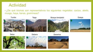 Actividad
• ¿De qué biomas son representativos los siguientes vegetales: cactus, abeto,
musgo, haya, lianas, gramíneas?
Tundra Taiga Bosque templado Estepa
Selva Sabana Desiertos
 