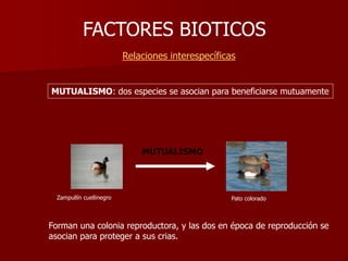 FACTORES BIOTICOS
Relaciones interespecíficas
MUTUALISMO
MUTUALISMO: dos especies se asocian para beneficiarse mutuamente
Zampullín cuellinegro Pato colorado
Forman una colonia reproductora, y las dos en época de reproducción se
asocian para proteger a sus crias.
 