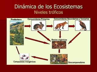 Dinámica de los Ecosistemas
Niveles tróficos
 