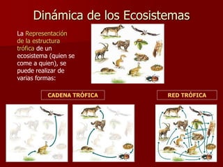 Dinámica de los Ecosistemas
La Representación
de la estructura
trófica de un
ecosistema (quien se
come a quien), se
puede realizar de
varias formas:
CADENA TRÓFICA RED TRÓFICA
 