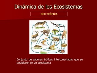 Dinámica de los Ecosistemas
RED TRÓFICA
Conjunto de cadenas tróficas interconectadas que se
establecen en un ecosistema
 