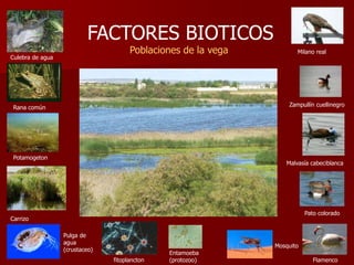 FACTORES BIOTICOS
Poblaciones de la vega
Culebra de agua
Rana común Zampullín cuellinegro
Malvasía cabeciblanca
Pato colorado
Flamenco
Carrizo
Pulga de
agua
(crustaceo)
Mosquito
Entamoeba
(protozoo)
Potamogeton
fitoplancton
Milano real
 