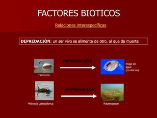 FACTORES BIOTICOS
Relaciones interespecíficas
Pulga de
agua
(crustaceo)
Flamenco
DEPREDACIÓN
DEPREDACIÓN
Malvasía cabeciblanca Potamogeton
DEPREDACIÓN: un ser vivo se alimenta de otro, al que da muerte
 
