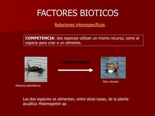 FACTORES BIOTICOS
Relaciones interespecíficas
COMPETENCIA
Malvasía cabeciblanca
Pato colorado
COMPETENCIA: dos especies utilizan un mismo recurso, como el
espacio para criar o un alimento.
Las dos especies se alimentan, entre otras cosas, de la planta
acuática Potamogeton sp.
 