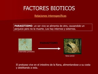 FACTORES BIOTICOS
Relaciones interespecíficas
Entamoeba (protozoo)
PARASITISMO
Rana común
PARASITISMO: un ser vivo se alimenta de otro, causandole un
perjuicio pero no la muerte. Los hay internos y externos.
El protozoo vive en el intestino de la Rana, alimentandose a su costa
y debilitando a esta.
 