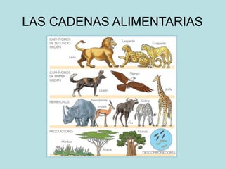 LAS CADENAS ALIMENTARIAS
 