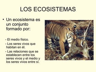 LOS ECOSISTEMAS
• Un ecosistema es
un conjunto
formado por:
- El medio físico.
- Los seres vivos que
habitan en él.
- Las relaciones que se
establecen entre los
seres vivos y el medio y
los seres vivos entre sí.
 