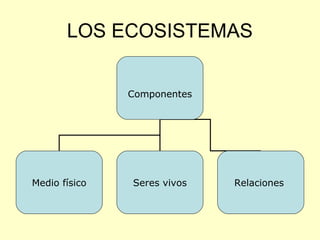 LOS ECOSISTEMAS
Componentes
Medio físico Seres vivos Relaciones
 