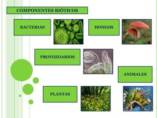 Ecosistemas - Biologia de Segundo Año - Profesora Lourdes Levy ...