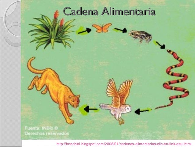 cadenas y redes alimenticias del ecosistema ecosistemas cadenas y redes alimentarias icvc cadenas y redes alimenticias del ecosistema ecosistemas cadenas y redes alimentarias icvc