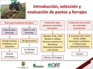 Ecosistemas estrategicos altillanura-colombia