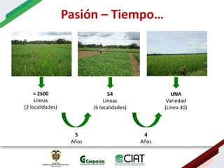 Ecosistemas estrategicos altillanura-colombia
