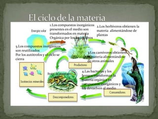 1.Los compuestos inorgánicos
presentes en el medio son
transformados en materia
Orgánica por los organismos
autótrofos
2.Los herbívoros obtienen la
materia alimentándose de
plantas
3.Los carnívoros obtienen
la materia alimentándose
de otros animales
4.Las bacterias y los
hongos transforman la
materia orgánica en
compuestos inorgánicos y
los devuelven al medio
5.Los compuestos inorgánicos
son reutilizados
Por los autótrofos y el ciclo se
cierra