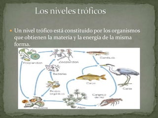  Un nivel trófico está constituido por los organismos
que obtienen la materia y la energía de la misma
forma.