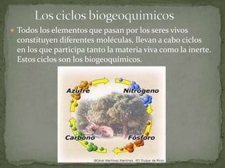  Todos los elementos que pasan por los seres vivos
constituyen diferentes moléculas, llevan a cabo ciclos
en los que participa tanto la materia viva como la inerte.
Estos ciclos son los biogeoquímicos.
