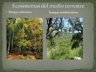  Bosque atlántico Bosque mediterráneo