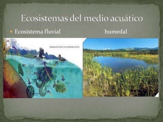  Ecosistema fluvial humedal