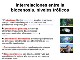 Interrelaciones entre la biocenosis, niveles tróficos <ul><li>Consumidores primarios.  Los que se alimentan directamente d...