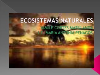 ECOSISTEMAS NATURALES YAMILE CORTES MARULANDA I.E. MARIA ANTONIA PENAGOS 