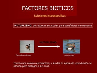 FACTORES BIOTICOS     Relaciones interespecíficas MUTUALISMO MUTUALISMO : dos especies se asocian para beneficiarse mutuamente Forman una colonia reproductora, y las dos en época de reproducción se asocian para proteger a sus crias. Zampullín cuellinegro Pato colorado 